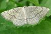 Stegania trimaculata